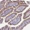 Mitochondrial Ribosomal Protein L3 antibody, NBP2-13613, Novus Biologicals, Immunohistochemistry paraffin image 