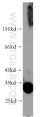 Transformer 2 Alpha Homolog antibody, 12079-1-AP, Proteintech Group, Western Blot image 