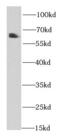 Prosaposin antibody, FNab06840, FineTest, Western Blot image 