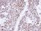 Enoyl-CoA Hydratase 1 antibody, NBP1-31662, Novus Biologicals, Immunohistochemistry frozen image 