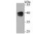 Paraoxonase 2 antibody, A02027-1, Boster Biological Technology, Western Blot image 