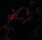 Protein Kinase Domain Containing, Cytoplasmic antibody, orb94357, Biorbyt, Immunofluorescence image 
