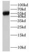 Immunoglobulin Heavy Constant Gamma 4 (G4m Marker) antibody, FNab04184, FineTest, Western Blot image 