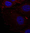 Paxillin antibody, LS-C336070, Lifespan Biosciences, Immunofluorescence image 