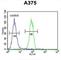 Endothelin Converting Enzyme 1 antibody, abx033018, Abbexa, Western Blot image 