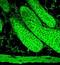 Solute Carrier Family 18 Member A3 antibody, orb67481, Biorbyt, Immunofluorescence image 