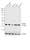 High Mobility Group Box 1 antibody, MA5-17278, Invitrogen Antibodies, Western Blot image 