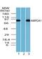 Adenosine Monophosphate Deaminase 1 antibody, PA5-23173, Invitrogen Antibodies, Western Blot image 