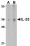 Interleukin 33 antibody, AHP1626, Bio-Rad (formerly AbD Serotec) , Western Blot image 