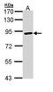 Ribosomal Protein S6 Kinase A2 antibody, PA5-29222, Invitrogen Antibodies, Western Blot image 