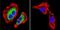 ATPase Na+/K+ Transporting Subunit Beta 1 antibody, MA3-930, Invitrogen Antibodies, Immunofluorescence image 