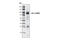 Aryl Hydrocarbon Receptor Nuclear Translocator antibody, 3414S, Cell Signaling Technology, Western Blot image 