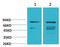 Phosphoinositide-3-Kinase Regulatory Subunit 1 antibody, STJ97432, St John