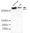 MAP2 antibody, MBS475033, MyBioSource, Western Blot image 