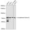 Complement Factor B antibody, 16-846, ProSci, Western Blot image 