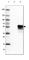 Programmed Cell Death 1 antibody, AMAb91197, Atlas Antibodies, Western Blot image 