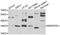 MARCKS-related protein antibody, PA5-77147, Invitrogen Antibodies, Western Blot image 