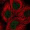 Transcription factor SOX-13 antibody, NBP2-54996, Novus Biologicals, Immunocytochemistry image 