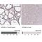 Eukaryotic Translation Initiation Factor 2B Subunit Beta antibody, NBP2-38572, Novus Biologicals, Immunohistochemistry paraffin image 