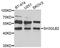 SH3 Domain Containing GRB2 Like, Endophilin B2 antibody, STJ29736, St John