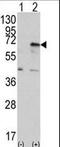 Eukaryotic Translation Initiation Factor 2 Alpha Kinase 2 antibody, LS-C101296, Lifespan Biosciences, Western Blot image 