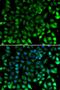 Ig kappa-b4 chain C region antibody, LS-B14326, Lifespan Biosciences, Immunofluorescence image 