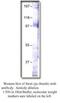 Stimulated by retinoic acid gene 6 protein antibody, MBS540120, MyBioSource, Western Blot image 