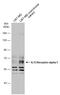 Interleukin-13 receptor subunit alpha-1 antibody, GTX105788, GeneTex, Western Blot image 