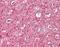 Neurofilament Medium antibody, orb95722, Biorbyt, Immunohistochemistry paraffin image 