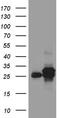 Dehydrogenase/Reductase 4 Like 2 antibody, TA810277S, Origene, Western Blot image 