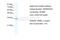 Cyclin G2 antibody, 31-036, ProSci, Western Blot image 