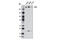 TATA-Box Binding Protein Associated Factor 1 antibody, 12781S, Cell Signaling Technology, Western Blot image 