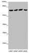 FERM Domain Containing 5 antibody, LS-C677986, Lifespan Biosciences, Western Blot image 