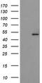 Protein O-Fucosyltransferase 2 antibody, LS-C174078, Lifespan Biosciences, Western Blot image 