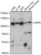 NLR Family Pyrin Domain Containing 6 antibody, A15628, ABclonal Technology, Western Blot image 