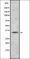 Keratin 9 antibody, orb337797, Biorbyt, Western Blot image 