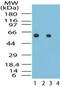 Heat Shock Protein Family D (Hsp60) Member 1 antibody, PA1-41662, Invitrogen Antibodies, Western Blot image 