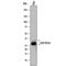 IFI30 Lysosomal Thiol Reductase antibody, MAB7715, R&D Systems, Western Blot image 