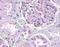 Dynamin 1 Like antibody, PA1-16987, Invitrogen Antibodies, Immunohistochemistry paraffin image 