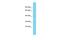 Scratch Family Transcriptional Repressor 1 antibody, PA5-68498, Invitrogen Antibodies, Western Blot image 