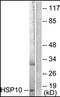 10 kDa chaperonin antibody, orb95972, Biorbyt, Western Blot image 