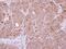 Sentrin-specific protease 8 antibody, NBP1-31208, Novus Biologicals, Immunohistochemistry frozen image 