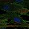 Reversion Inducing Cysteine Rich Protein With Kazal Motifs antibody, NBP2-57738, Novus Biologicals, Immunocytochemistry image 