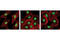 Protein Arginine Methyltransferase 1 antibody, 2449S, Cell Signaling Technology, Immunocytochemistry image 