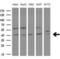 Galectin 9 antibody, LS-C339691, Lifespan Biosciences, Western Blot image 