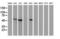 p53 antibody, LS-C786075, Lifespan Biosciences, Western Blot image 