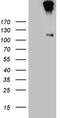 Interleukin 20 Receptor Subunit Alpha antibody, M09859, Boster Biological Technology, Western Blot image 