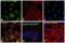 PRP antibody, MA1-750, Invitrogen Antibodies, Immunofluorescence image 