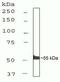 Interferon Regulatory Factor 3 antibody, 39-2700, Invitrogen Antibodies, Western Blot image 