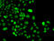 Phosphatidylinositol-5-Phosphate 4-Kinase Type 2 Alpha antibody, 22-946, ProSci, Immunofluorescence image 